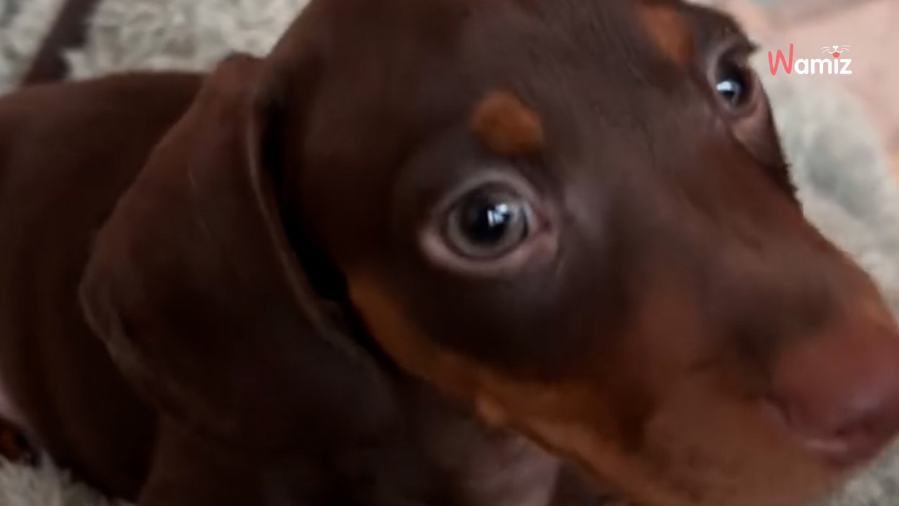Elle adopte un chiot Teckel : elle explique pourquoi personne ne voulait de lui !