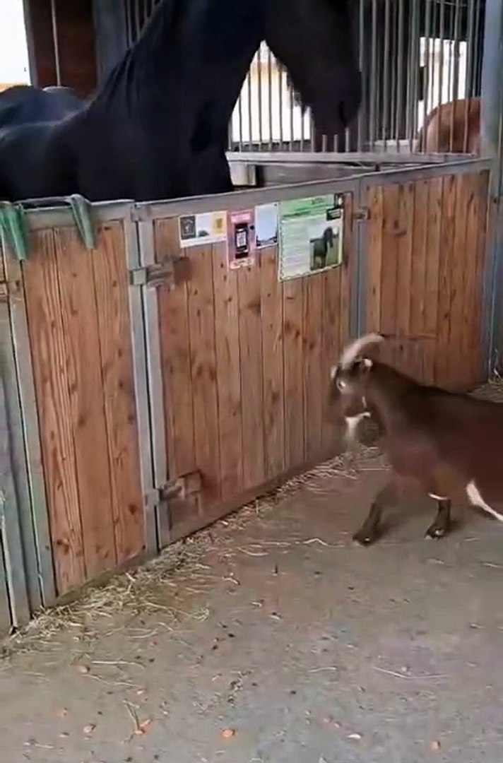 ⁣Funniest pets | cute animals #cute animals