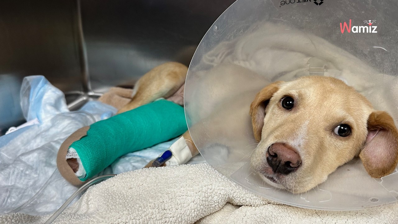 Crash d'un avion qui transportait des chiens de refuge : le pilote est mort, deux chiens survivent miraculeusement