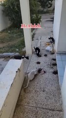 There are those who love to feed cats and help us with that. Thank you all.