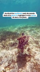 Les 2 Inséparables