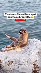 Le raton laveur ne sort jamais sans sa crème