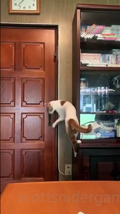 Cat Funny Video #19 (12-16-2024)