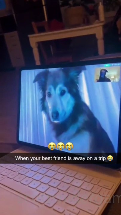 Dog Funny Video #45 (12-16-2024)