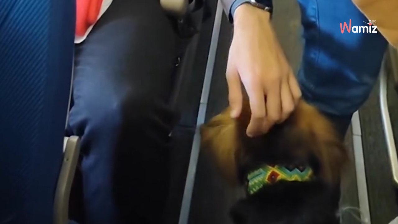 Ein Hund steigt in ein Flugzeug. Die Reaktion der Passagiere geht viral