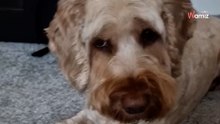 Cockapoo hat etwas unter Pfote, das alle panisch macht