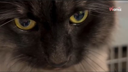 Ce chat de 11 ans se retrouve à la rue après le décès de son humain : sa vie prend un tournant imprévisible (vidéo)