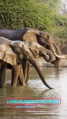 ✅💘Música ambiente de cura para remover energia negativa e angústia- Força e bem-estar #Shorts