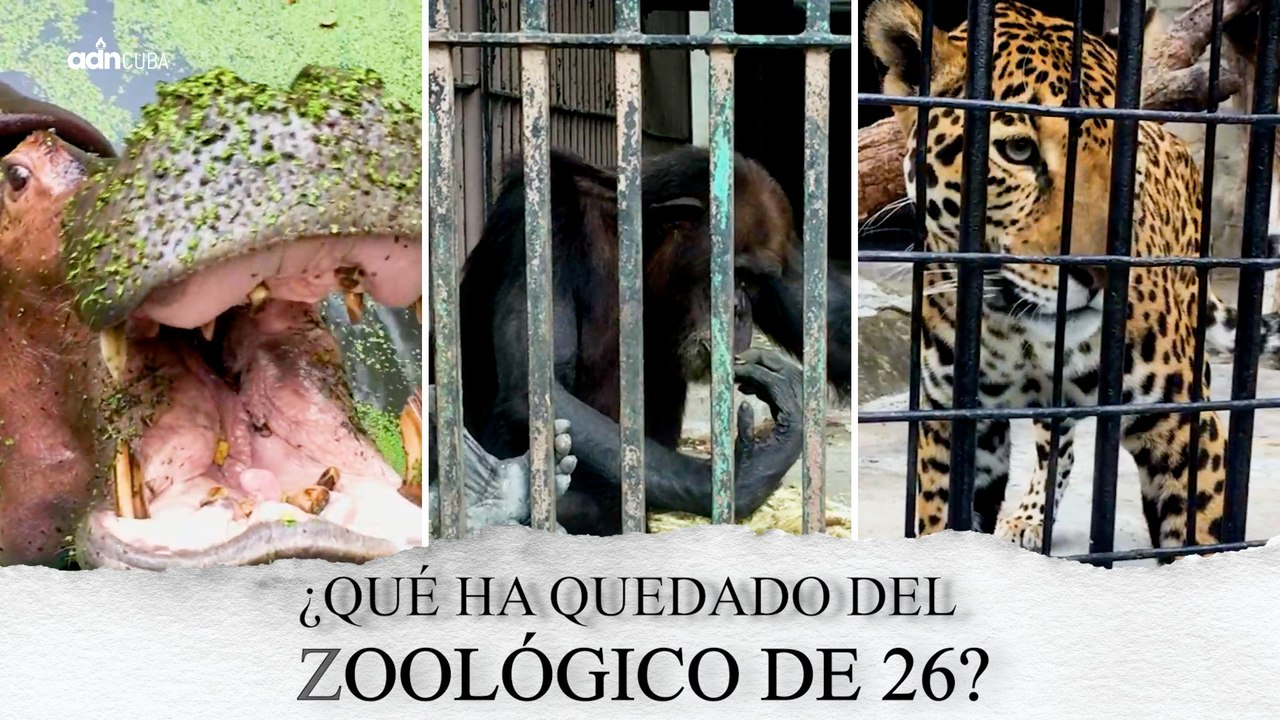 ¿Qué ha quedado del Zoológico de 26?
