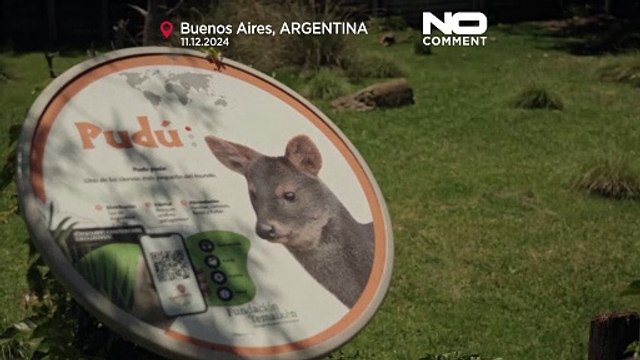 Милота дня. Пуду - самый маленький олень