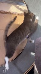 After 1 year of having the cat wheel he finally learned how to use it