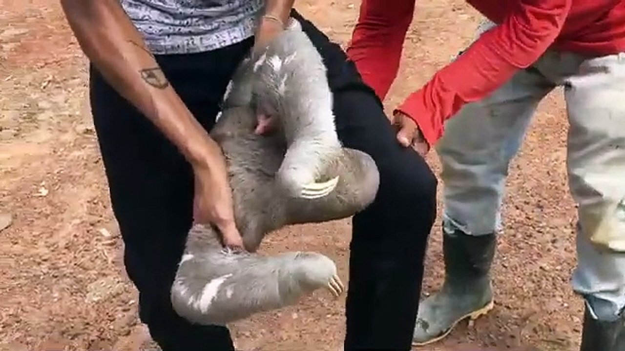 Dramático resgate de preguiça em Rio Branco (AC)