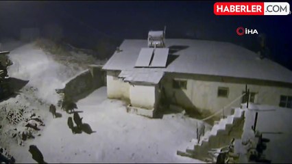 Aç Kalan Domuz Sürüsü Elazığ'da Yerleşim Yerlerine İndi