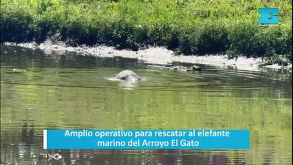 Amplio operativo para rescatar al elefante marino del Arroyo El Gato
