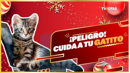 ¡OJO! Cuida a tu GATITO si notas alguno de estos síntomas