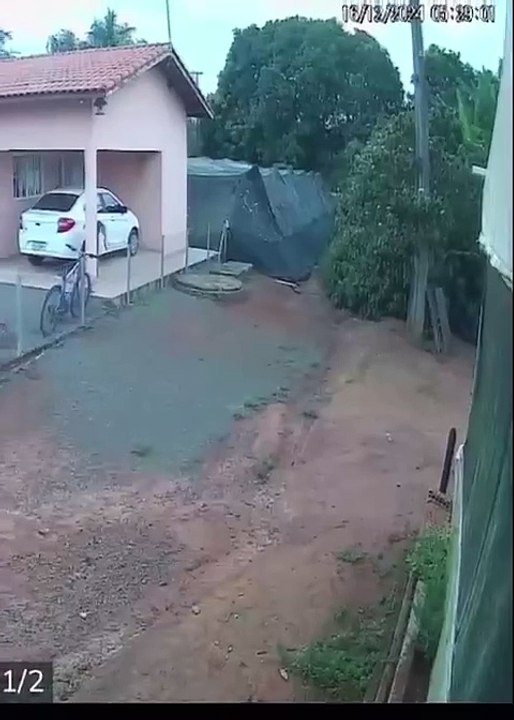 Galinha sobrevive a caça de onça-parda; veja o vídeo