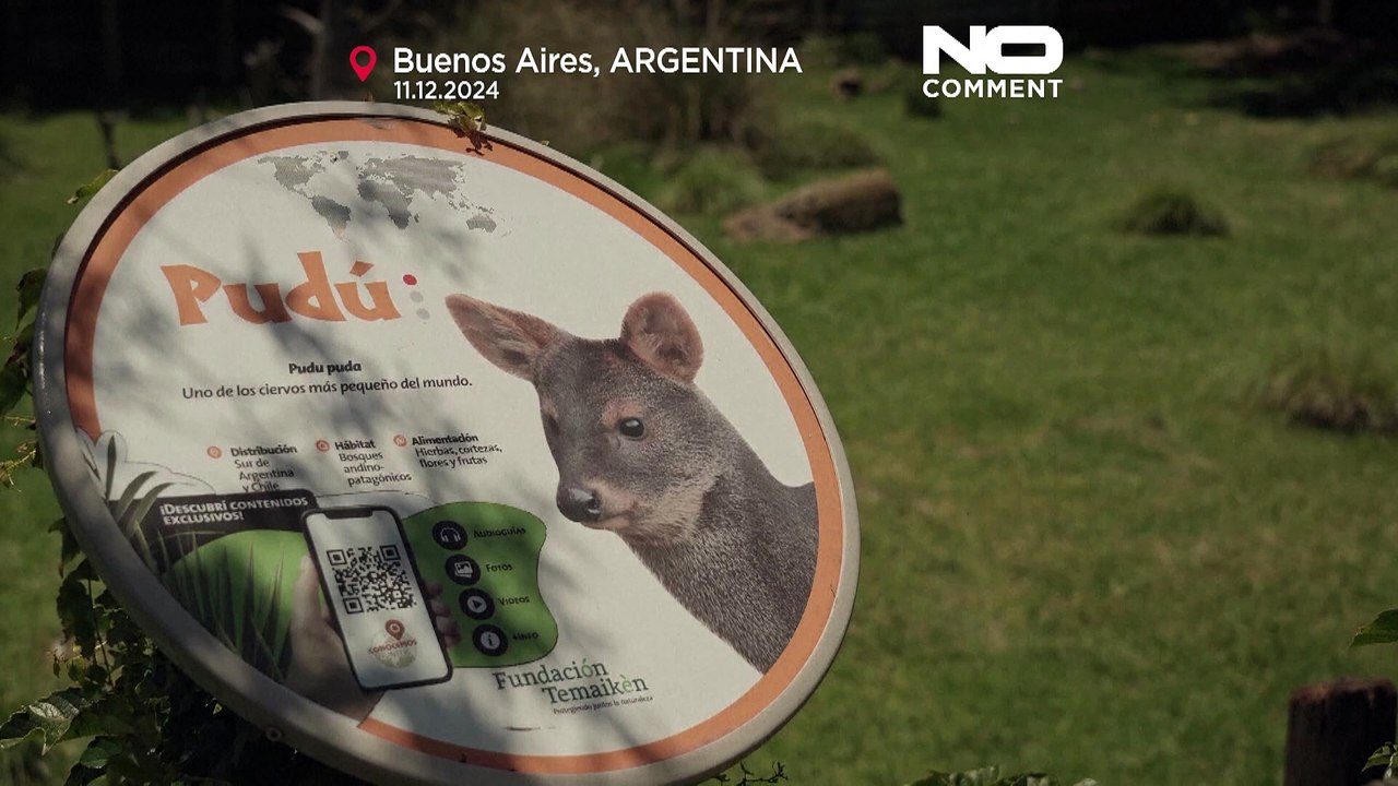 No Comment: Seltene Geburt eines der kleinsten Hirsche der Welt