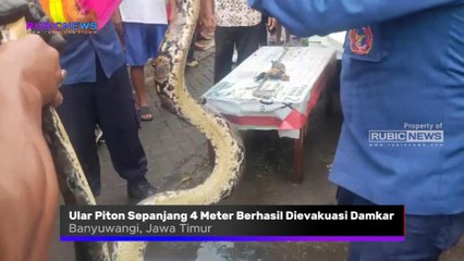 Sempat Masuk ke Dalam Dapur, Ular Piton Sepanjang 4 Meter Berhasil Dievakuasi Dinas Pemadam Kebakaran dan Penyelamatan Banyuwangi