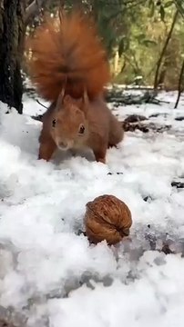 Adorable Squirrel Eating Nuts in the Forest | Cute Wildlife Moment