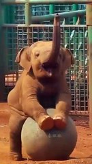 cutest baby elephant playing🐘🏀#shorts#babyelephant#viral#trending#animallover#funny