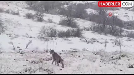 Doğa Koruma Kırmızı Listesindeki Vaşak, Erzincan'da Görüntülendi