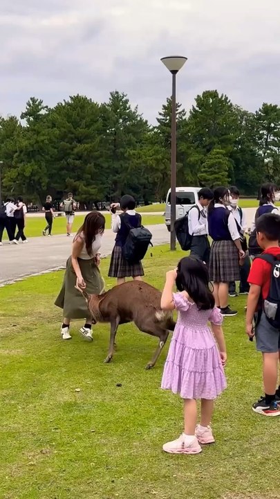 Aggressive Male Nara Deer | nara park deer