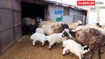 Erzincan'da Yılın Son Kuzuları Üreticilerin Yüzünü Güldürdü