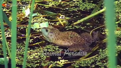 Habitat_of_animals__cows,_horses,_dogs,_cats,_squirrels,_...(360p)