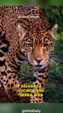 Raja Hutan Amazon..!🔥😳 #viral #shorts #jaguars #buaya #caiman