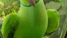 Green Parrot