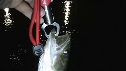 MCH 452 BIG FISH CAUGHT ON VIDEO.RIVER MONSTERS.