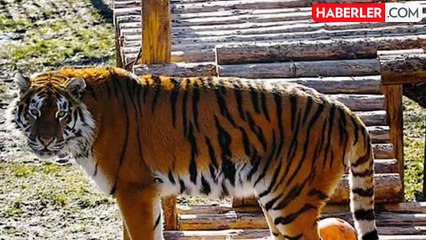 Kaplanın saldırısına uğrayan kadın, bakıcı ziyaretçiler tarafından kurtarıldı