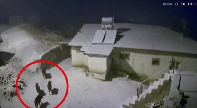 Yaban domuzları köye indi