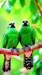 surah mulk 3 create #shorts #viralvideo #shortsvideo #shortfeed #NatureInspiredByQuran #bird