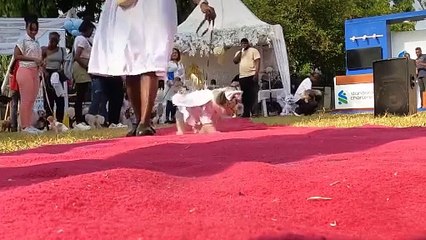 ویدئویی از جشنواره «فرشته‌های چهارپا» در نیجریه؛ کشیش سگ‌ها را متبرک کرد