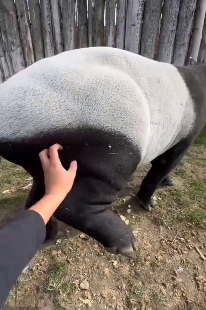 ⁣Funniest pets | cute animals #cute animals #cutespets #animals #shorts