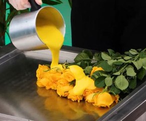 Petals and possibilities! Exploring unusual rose experiments!