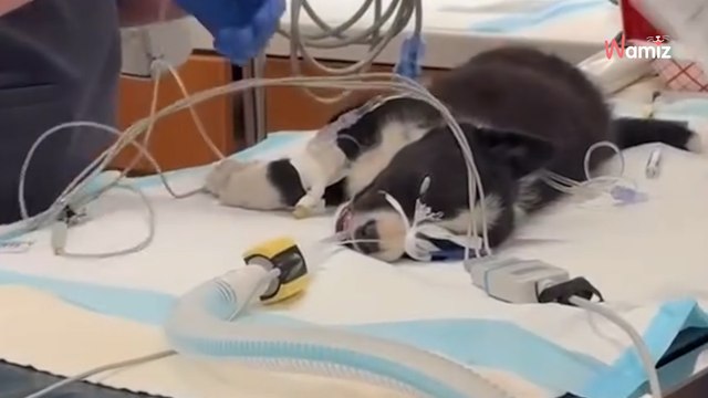 Szczeniak ma zostać uśpiony. To, co dzieje się później, porusza miliony serc