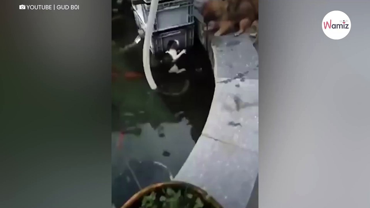 Mały kotek się topi. To, co robi pies pozostawia bez słów (video)