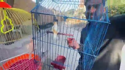 shehar mein dehat  ep 110 2024 animal mini zoo Singing birds A Gye Bhut Pyary