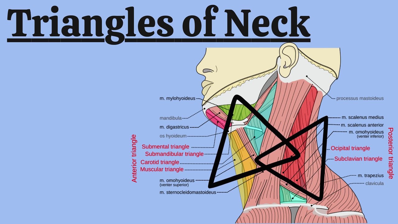 Anatomy of Triangles of the Neck | Anterior and Posterior Triangles Explained | Novice Medic