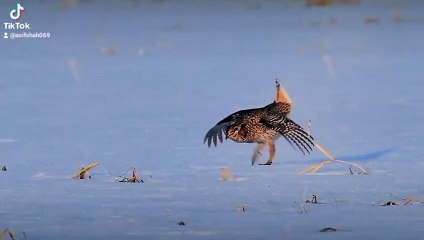 Birds dancing