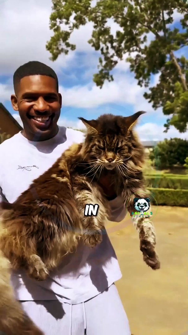 Maine coon cat breed  animals pets animal circle