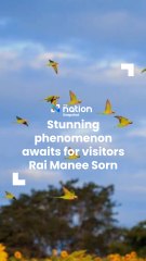 Stunning phenomenon awaits for visitors Rai Manee Sorn