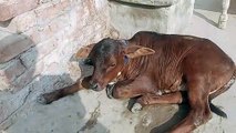 Cow New Born Baby