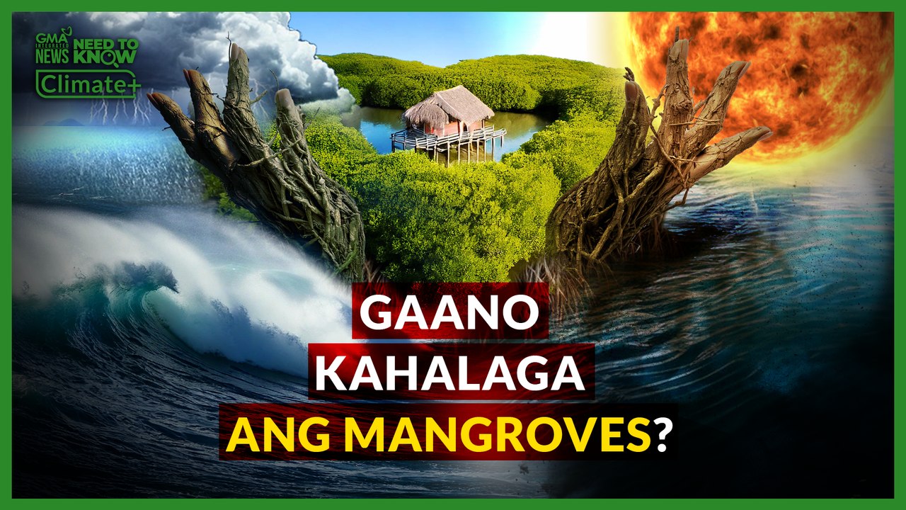 Dating “illegal mangrove cutting capital ng Pilipinas” modelo ng conservation ngayon | Need To Know
