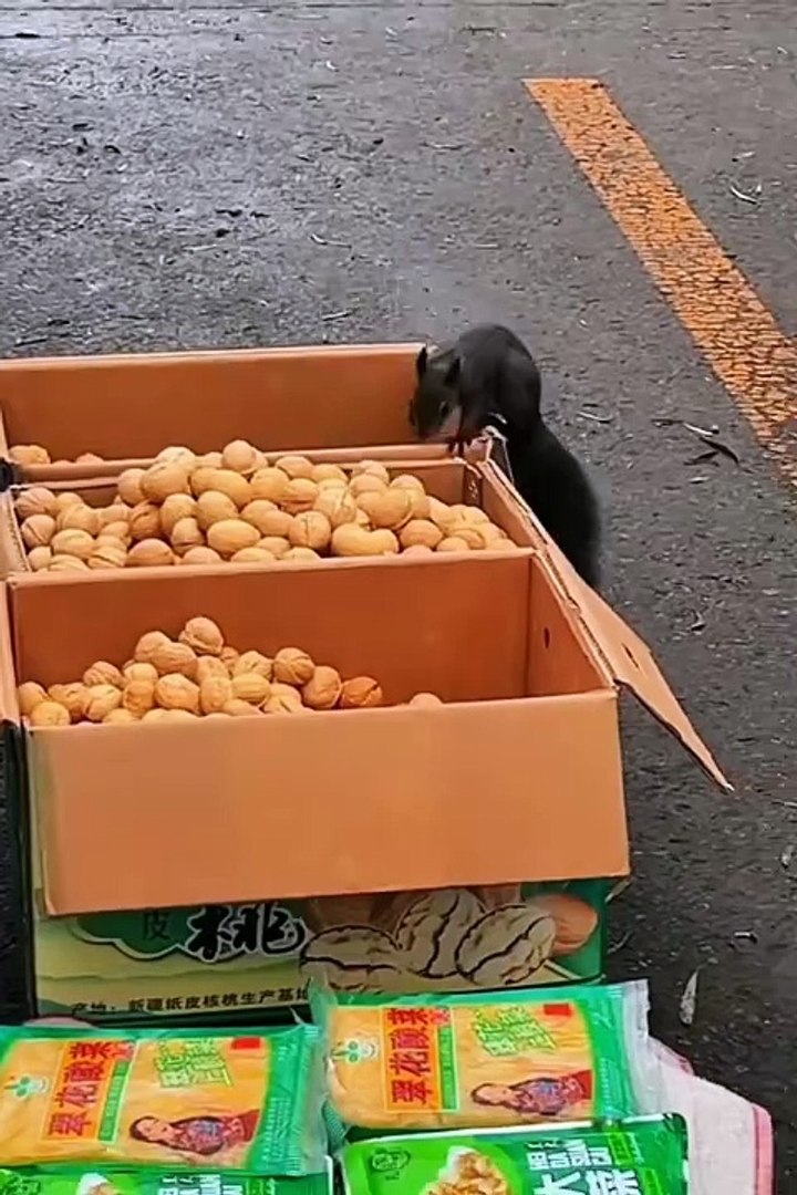 ⁣Funniest pets | cute animals #cute animals #cutespets #animals #shorts