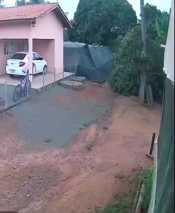 Video: Gallina logró escapar del feroz ataque de un jaguar en el patio de una casa 