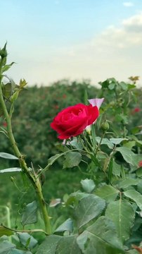 Dil kehta hai chal unse mil song in 2025