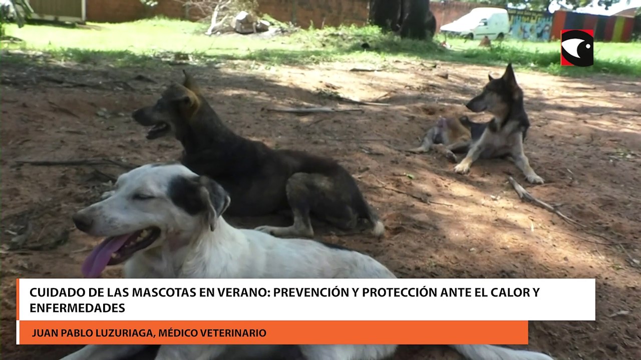 cuidado de las mascotas en verano: prevención y protección ante el calor y enfermedades